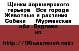 Щенки йоркширского терьера - Все города Животные и растения » Собаки   . Мурманская обл.,Видяево нп